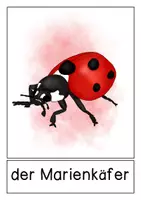 Vorschau - Poster - Tafelmaterial - Tiere der Wiese/Wiesentiere - Seite 2
