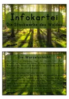 Vorschau - Unterrichtsreihen - Der Wald - Materialpaket (Stockwerke, Laubbäume, Nadelbäume, Förster) - Seite 1