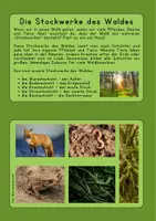 Vorschau - Unterrichtsreihen - Der Wald - Materialpaket (Stockwerke, Laubbäume, Nadelbäume, Förster) - Seite 2