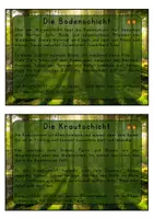 Vorschau - Unterrichtsreihen - Der Wald - Materialpaket (Stockwerke, Laubbäume, Nadelbäume, Förster) - Seite 3