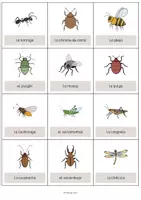 Vista previa - Manualidades / Dibujos para colorear - Insects / Insectos: Vocabulary Cards (Tarjetas de palabras) - página 2