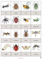 Vista previa - Juegos / Gamificación - Insects / Insectos: Drawing Game (Juego para la clase de inglés) - página 2