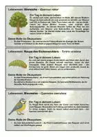 Vorschau - Spiele - Ökosystem Rollenspiel - Biomino - Seite 1
