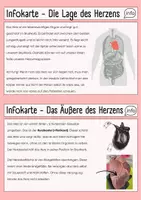 Vorschau - Arbeitsblätter - Herz sezieren_Herz-Kreislauf-System - Seite 1