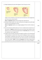 Vorschau - Stundenentwürfe - Stegreifaufgabe/Test 10. Klasse Biologie_Herz+Blutgefäße - Seite 3