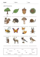 Vista previa - Hojas de trabajo - Forest / Bosque: Vocabulary Worksheet 1 (Hoja de trabajo de inglés) - página 3