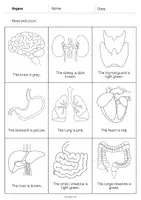 Vista previa - Manualidades / Dibujos para colorear - Organs / Órganos: Read and Color 2 (Hoja de trabajo de inglés) - página 2