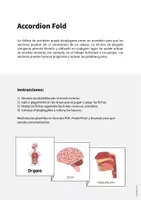 Vista previa - Manualidades / Dibujos para colorear - Organs / Órganos: Accordion Fold (Juego para la clase de inglés) - página 1