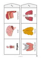 Vista previa - Manualidades / Dibujos para colorear - Organs / Órganos: Accordion Fold (Juego para la clase de inglés) - página 3
