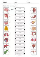 Vista previa - Hojas de trabajo - Organs / Órganos: Draw the lines 1 (Hoja de trabajo de inglés) - página 2