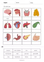 Vista previa - Manualidades / Dibujos para colorear - ORGANS: Paquete XXL de materiales para la clase de inglés (Órganos) - página 3
