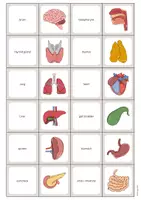 Vista previa - Juegos / Gamificación - Organs / Órganos: Memo Game (Juego para la clase de inglés) - página 2