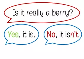 Vorschau - Bildkarten - Berry or not? True berries sorting game (strawberry) - Seite 3
