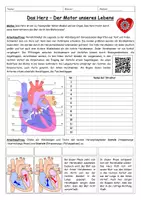 Vorschau - Stundenentwürfe - Herz-Kreislauf-System des Menschen – Herz, Blutkreislauf, Blutzellen & Erkrankungen | Großes Unterrichtspaket Sek I - Seite 2