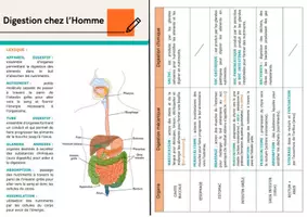 Aperçu - Apprentissages en autonomie - Digestion chez l'Homme - Page de couverture