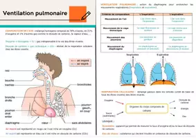 Aperçu - Apprentissages en autonomie - Ventilation pulmonaire chez l'Homme - Page de couverture