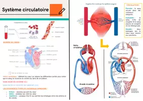 Aperçu - Apprentissages en autonomie - Système circulatoire chez l'Homme - Page de couverture