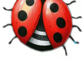 Aperçu - Préparation de séance / Séance complète - Fichiers sur le thème des coccinelles et du coquelicot - Page 2