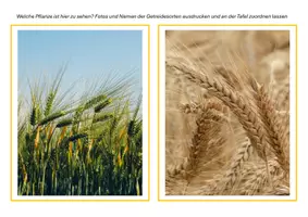 Vorschau - Unterrichtsreihen - Getreide, SU Klasse 3/4 - Materialpaket - Seite 1