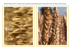 Vorschau - Unterrichtsreihen - Getreide, SU Klasse 3/4 - Materialpaket - Seite 2