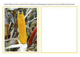 Vorschau - Unterrichtsreihen - Getreide, SU Klasse 3/4 - Materialpaket - Seite 3