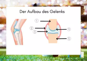 Vorschau - Arbeitsblätter - Gelenke & Gelenkaufbau – Modellexperimente mit Arbeitsblättern | Biologie Klasse 5/6 - Seite 3