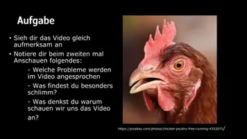 Vorschau - Stundenentwürfe - Die entlarvte Hühnchenbrust - Massentierhaltung - Seite 2