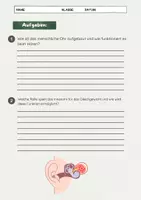 Vorschau - Arbeitsblätter - Das Ohr: Aufbau Funktion - Hörsinn einfach erklärt - Seite 3