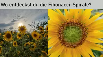 Vorschau - Präsentationen/Tafelbilder - Die Fibonaccizahlen und die Fibonacci-Spirale in der Natur - Seite 3