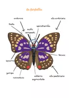 anteprima - Altro tipo di materiale - Dentro la farfalla; viaggio tra le meraviglie del corpo di un insetto impollinatore-nomenclatura arricchita - Pagina 3