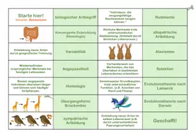Vorschau - Spiele - Evolution Domino - Biomino - Seite 2