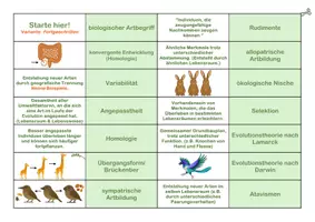 Vorschau - Spiele - Evolution Domino - Biomino - Seite 3