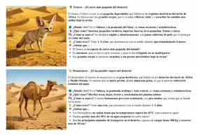 Vista previa - Manualidades / Dibujos para colorear - Animales del desierto - aprender y colorear - página 3