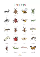 Aperçu - Affichage - Insects / Insectes: Vocabulary Poster (Affiche pour le cours d'anglais) - Page 2
