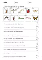 Aperçu - Cartes d'exercices - Insects / Insectes: What am I? - Worksheet (Fiche d'exercices d'anglais) - Page 3