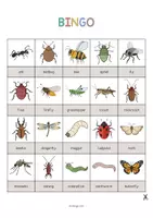 Aperçu - Jeux - INSECTS: Pack XXL de ressources pour les cours d’anglais (Insectes) - Page 3