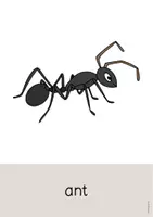 Aperçu - Affichage - Insects / Insectes: Word and Picture Cards (Cartes avec images pour le cours d'anglais) - Page 2