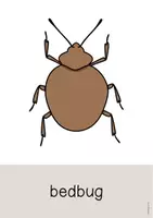 Aperçu - Affichage - Insects / Insectes: Word and Picture Cards (Cartes avec images pour le cours d'anglais) - Page 3