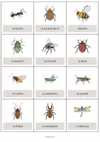 Aperçu - Fiches - Insects / Insectes: Vocabulary Cards (Cartes de mots) - Page 2