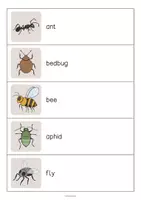 Aperçu - Jeux - Insects / Insectes: Running Dictation (Dictée en mouvement pour le cours d'anglais) - Page 2