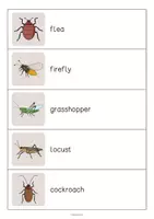 Aperçu - Jeux - Insects / Insectes: Running Dictation (Dictée en mouvement pour le cours d'anglais) - Page 3