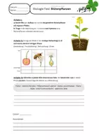 Vorschau - Fördermaterial/Inklusion - Biologie Test Klasse 6/7 Blütenpflanzen + Zieldifferenziert - Seite 2