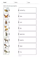 Aperçu - Cartes d'exercices - Forest / Forêt: Draw the lines 2 (Fiche d'exercices d'anglais) - Page 3