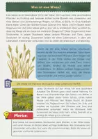 Vorschau - Arbeitsblätter - Stockwerke der Wiese: Lebensraum der Pflanzen und Tiere - Seite 1