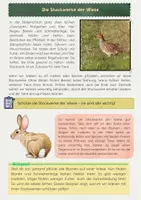 Vorschau - Arbeitsblätter - Stockwerke der Wiese: Lebensraum der Pflanzen und Tiere - Seite 2