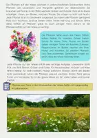 Vorschau - Arbeitsblätter - Stockwerke der Wiese: Lebensraum der Pflanzen und Tiere - Seite 3