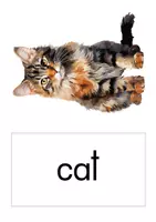 Vorschau - Bildkarten - Pets and animals passend zu Englischbuch "Lasso3" - Seite 2