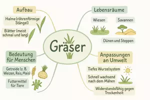 Vorschau - Arbeitsblätter - Arbeitsblatt "Gräser" + Onlineübung & MP3 + Mindmap + Infografik - Seite 2