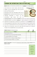 Vorschau - Arbeitsblätter - Keimung - Legemodell - Seite 2