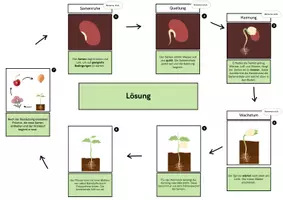 Vorschau - Arbeitsblätter - Keimung - Legemodell - Seite 3